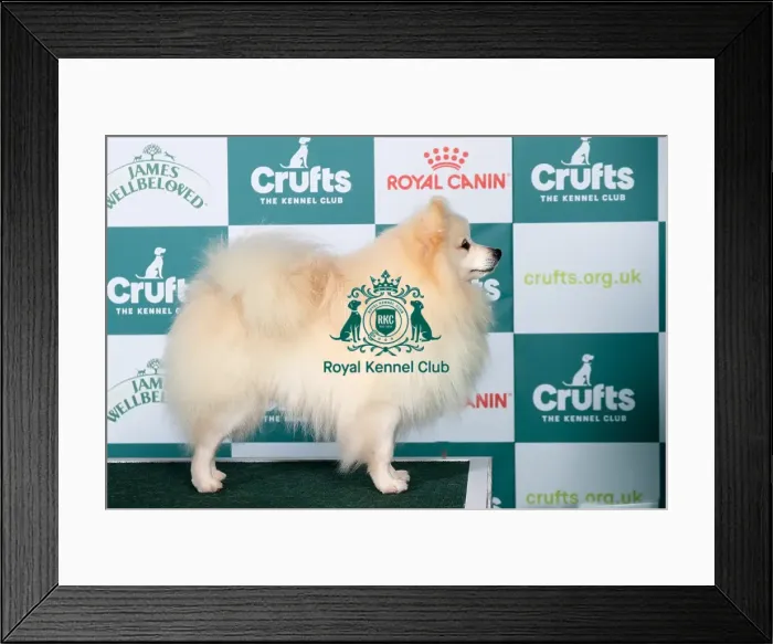 Framed Print : German Spitz (Klein) BOB
