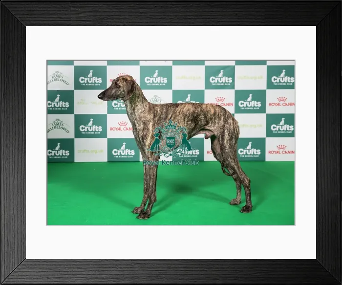 Framed Print : Sloughi BOB