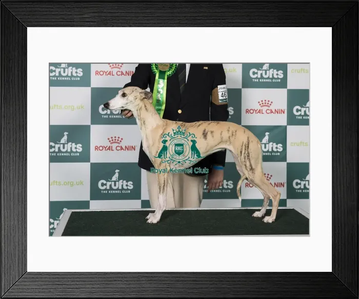 Framed Print : Whippet BOB