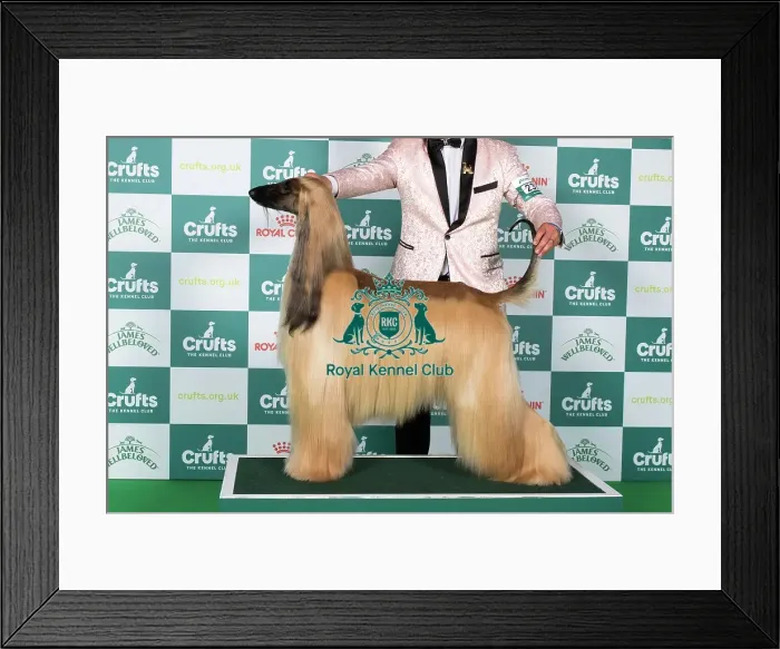 Framed Print : Afghan Hound BOB