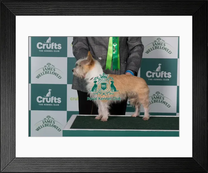 Framed Print : Portuguese Podengo (Warren Hound) BOB Framed Print : Portuguese Podengo (Warren Hound) BOB