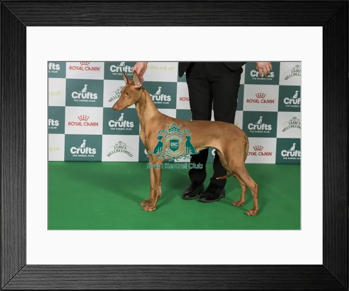 Framed Print : Pharaoh Hound BOB