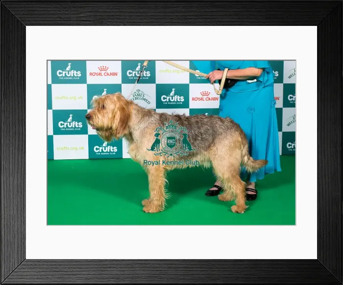Framed Print : Otterhound BOB