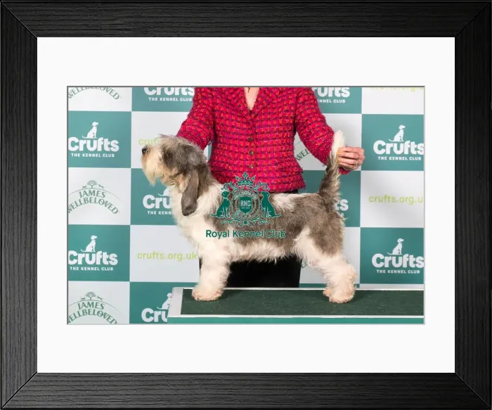 Framed Print : Basset Griffon Vendeen (Petit) BOB Framed Print : Basset Griffon Vendeen (Petit) BOB