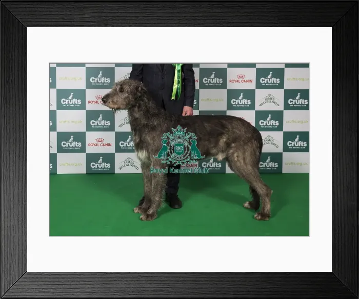 Framed Print : Irish Wolfhound BOB Framed Print : Irish Wolfhound BOB
