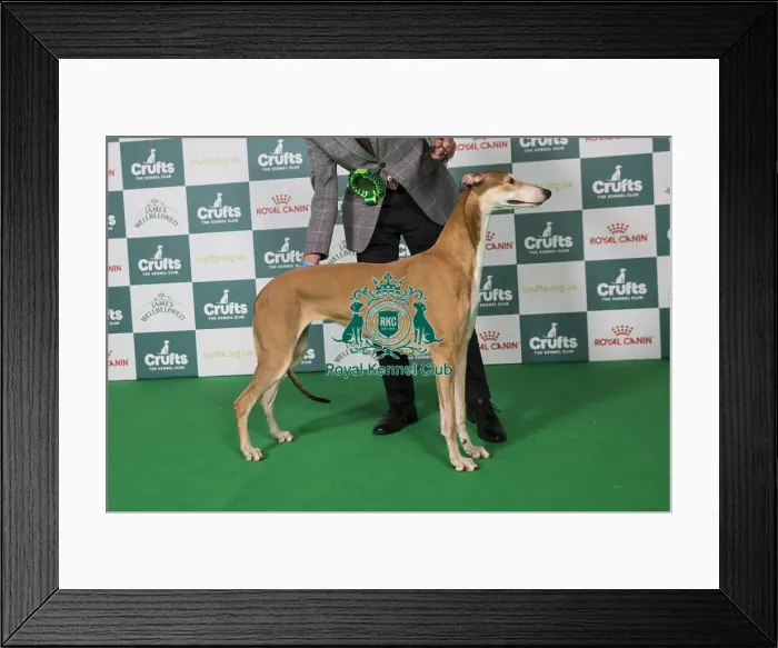 Framed Print : Greyhound BOB