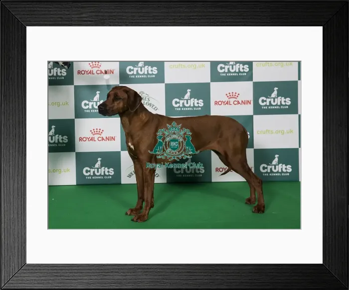 Framed Print : Rhodesian Ridgeback BOB Framed Print : Rhodesian Ridgeback BOB