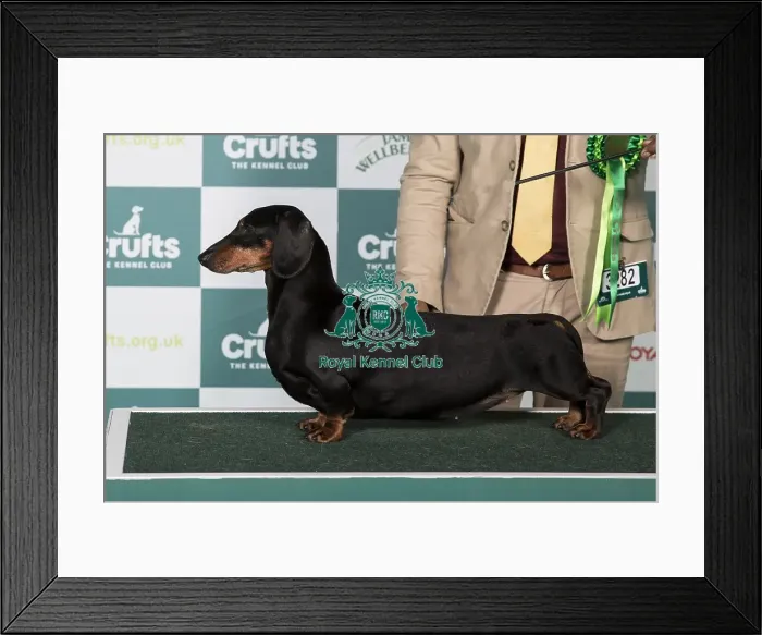 Framed Print : Dachshund (Smooth Haired) BOB Framed Print : Dachshund (Smooth Haired) BOB