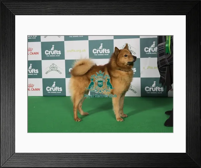Framed Print : Finnish Spitz BOB