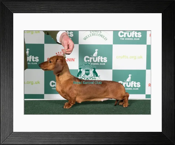 Framed Print : Dachshund (Miniature Smooth Haired) BOB