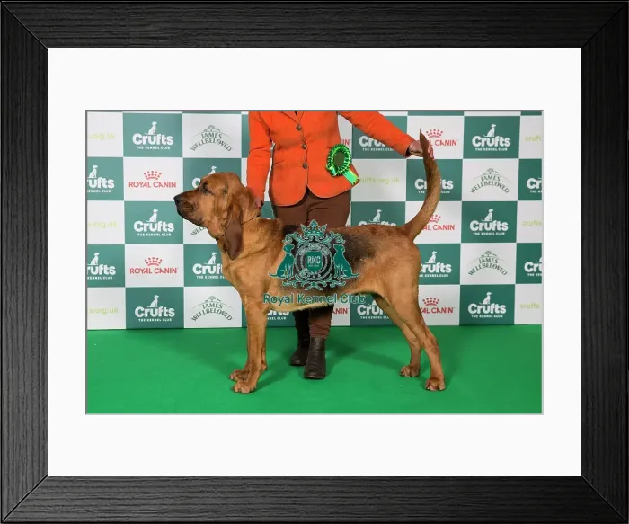 Framed Print : Bloodhound BOB