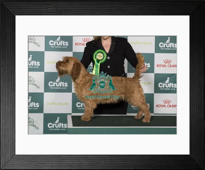 Framed Print : Basset Fauve de Bretagne BOB Framed Print : Basset Fauve de Bretagne BOB