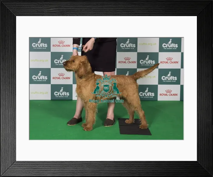 Framed Print : Griffon Fauve de Bretagne BOB Framed Print : Griffon Fauve de Bretagne BOB