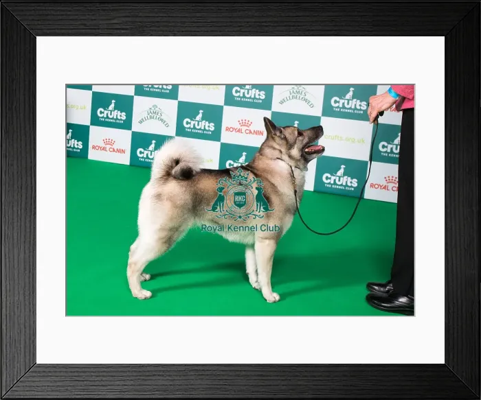 Framed Print : BOB Framed Print : BOB