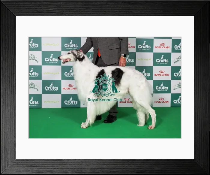 Framed Print : Borzoi BOB