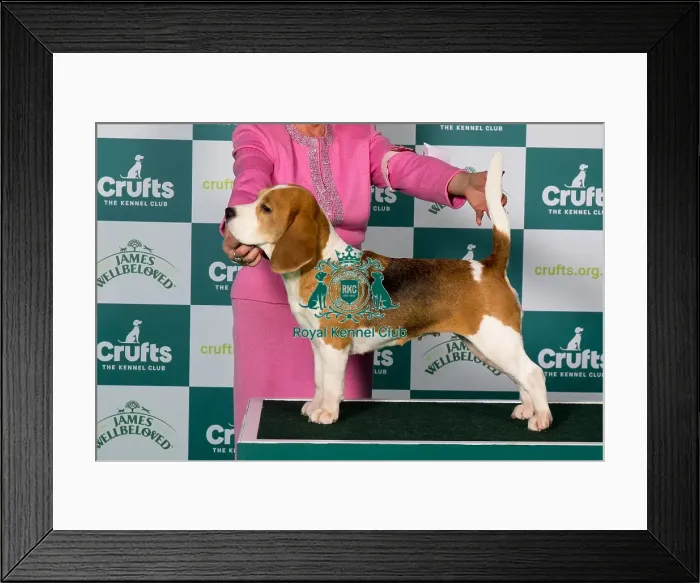 Framed Print : Beagle BOB