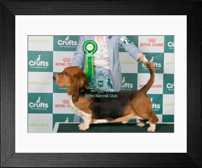 Framed Print : Basset Hound BOB Framed Print : Basset Hound BOB