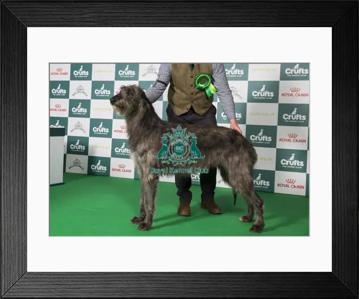 Framed Print : Deerhound BOB