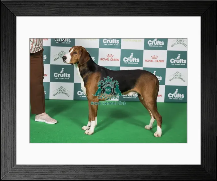 Framed Print : Hamiltonstovare BOB Framed Print : Hamiltonstovare BOB