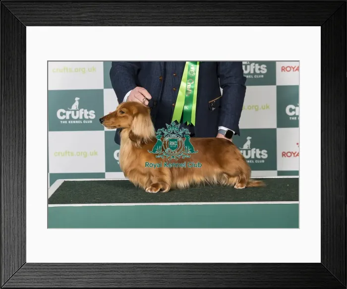 Framed Print : Dachshund (Miniature Long Haired) BOB