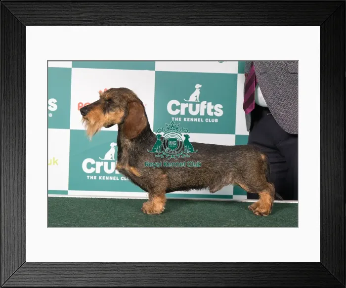 Framed Print : Dachshund (Miniature Wire Haired) BOB
