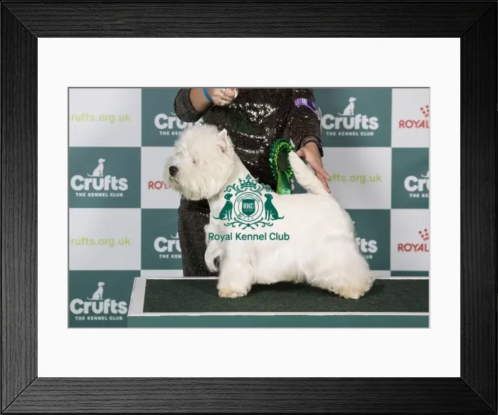 Framed Print : West Highland White Terrier BOB Framed Print : West Highland White Terrier BOB