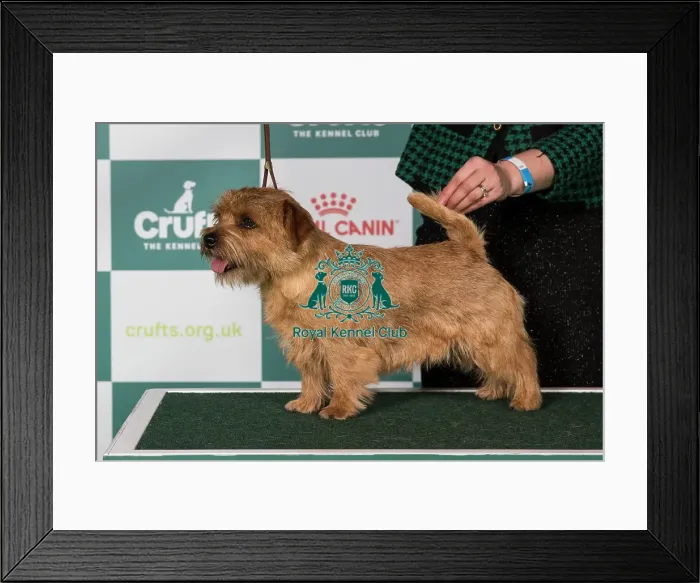 Framed Print : Norfolk Terrier BOB
