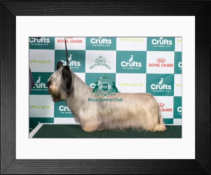 Framed Print : Skye Terrier BOB