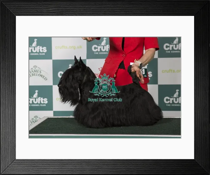 Framed Print : Scottish Terrier BOB