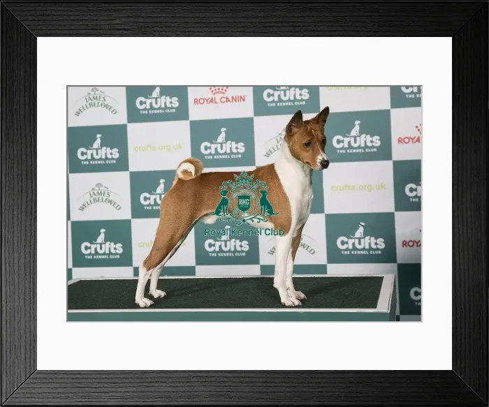 Framed Print : Basenji BOB