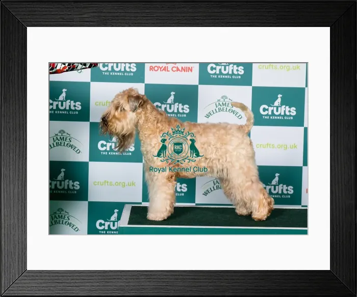 Framed Print : Best of Breed, Thursday 6th March 2025, Crufts