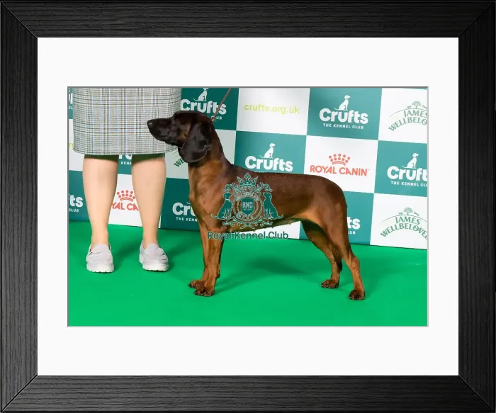 Framed Print : Bavarian Mountain Hound BOB Framed Print : Bavarian Mountain Hound BOB