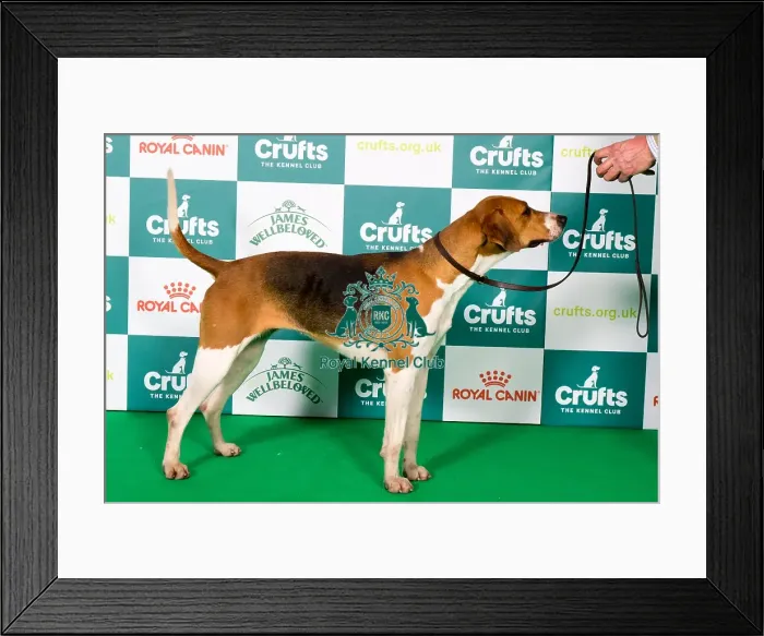 Framed Print : Foxhound BOB