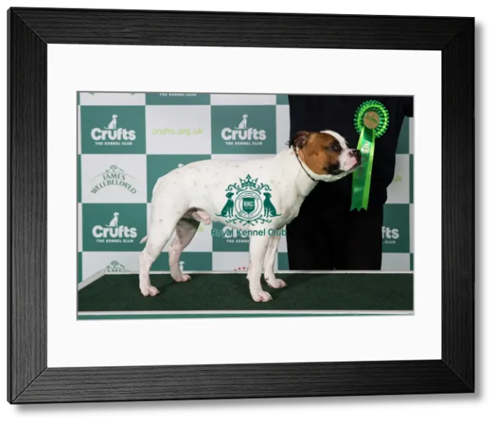 Framed Print : Staffordshire Bull Terrier BOB Framed Print : Staffordshire Bull Terrier BOB