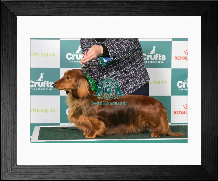 Framed Print : Dachshund (Long Haired) BOB Framed Print : Dachshund (Long Haired) BOB