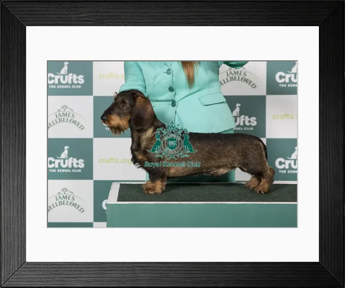 Framed Print : Dachshund (Wire Haired) Framed Print : Dachshund (Wire Haired)