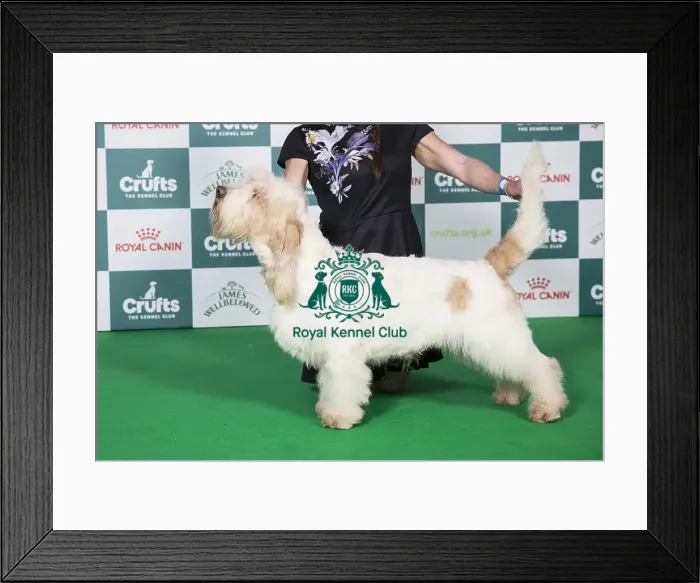 Framed Print : Basset Griffon Vendeen (Grand) BOB Framed Print : Basset Griffon Vendeen (Grand) BOB