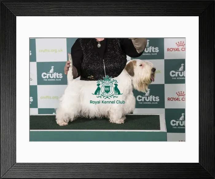 Framed Print : Sealyham Terrier BOB