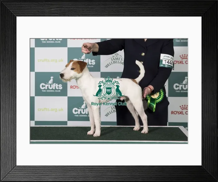 Framed Print : Parson Russell Terrier Framed Print : Parson Russell Terrier