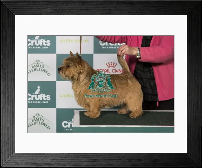 Framed Print : Norwich Terrier BOB Framed Print : Norwich Terrier BOB