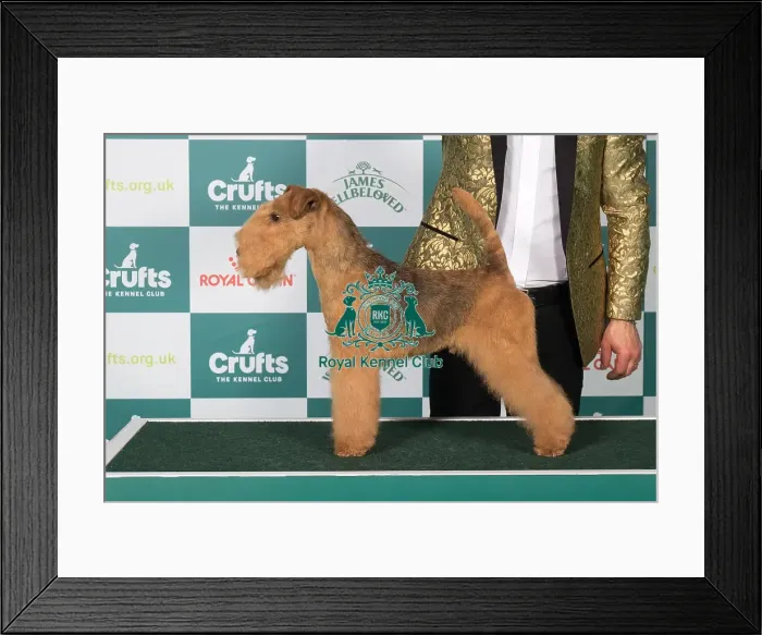 Framed Print : Lakeland Terrier BOB Framed Print : Lakeland Terrier BOB