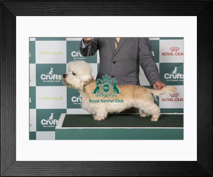 Framed Print : Dandie Dinmont Terrier BOB Framed Print : Dandie Dinmont Terrier BOB