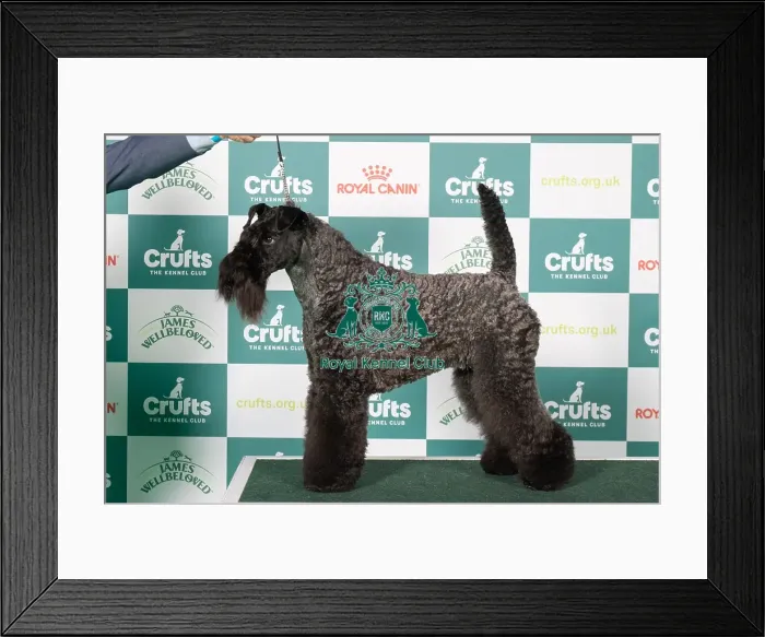 Framed Print : Kerry Blue Terrier BOB Framed Print : Kerry Blue Terrier BOB