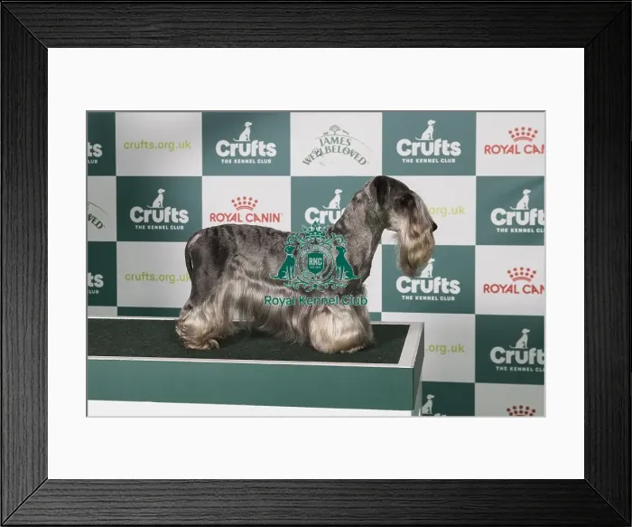 Framed Print : Cesky Terrier BOB Framed Print : Cesky Terrier BOB