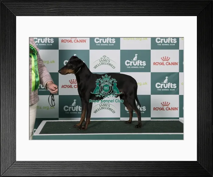 Framed Print : Manchester Terrier BOB Framed Print : Manchester Terrier BOB
