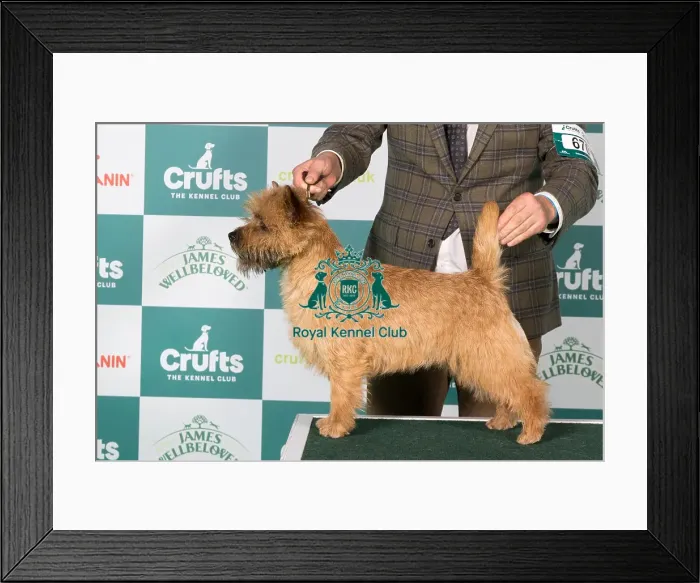 Framed Print : Cairn Terrier BOB Framed Print : Cairn Terrier BOB