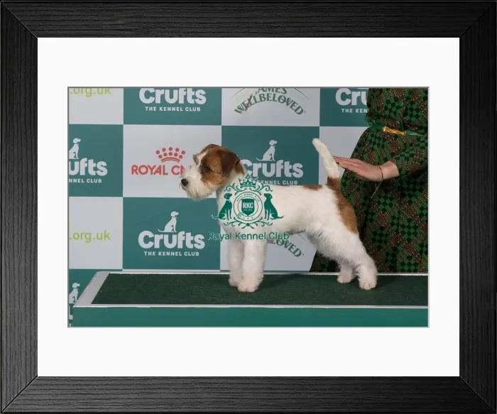 Framed Print : Jack Russell Terrier BOB