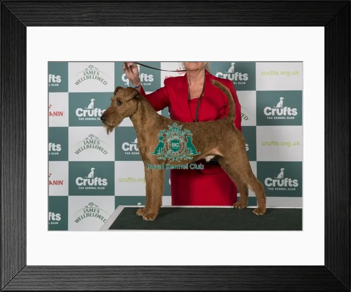 Framed Print : Irish Terrier BOB Framed Print : Irish Terrier BOB
