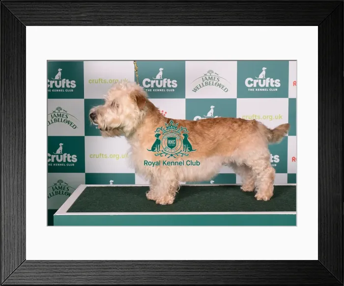 Framed Print : Glen of Imaal Terrier BOB Framed Print : Glen of Imaal Terrier BOB