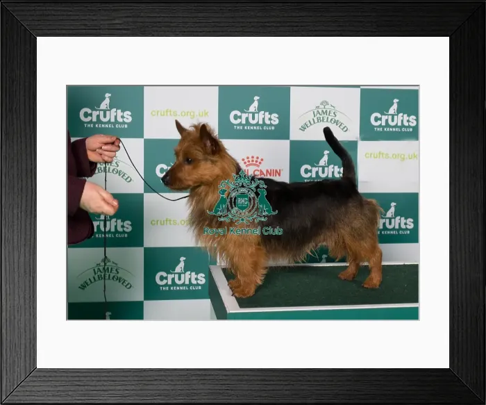 Framed Print : BOB Framed Print : BOB